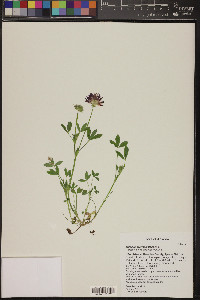 Trifolium wormskioldii image