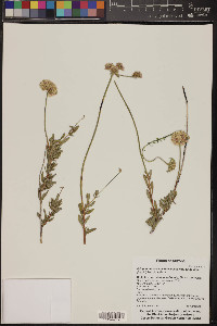 Eriogonum fasciculatum image