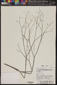 Eriogonum inflatum image