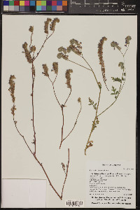 Phacelia distans image