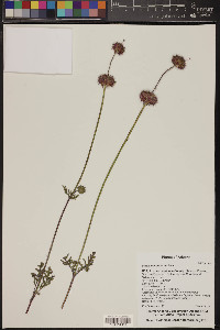 Salvia columbariae image