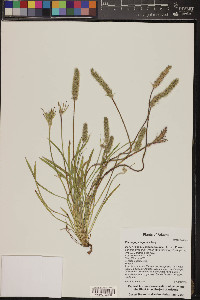 Plantago patagonica image