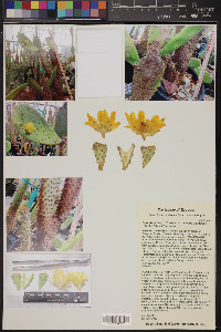 Opuntia echios image
