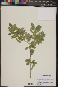 Croton insularis image