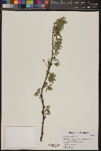 Acacia gerrardii image