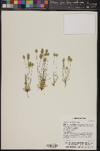 Plantago patagonica image