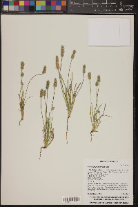 Plantago patagonica image