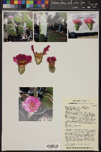 Opuntia basilaris image