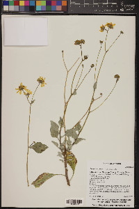 Encelia farinosa image