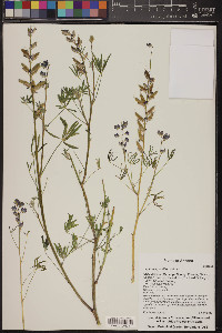 Lupinus sparsiflorus image