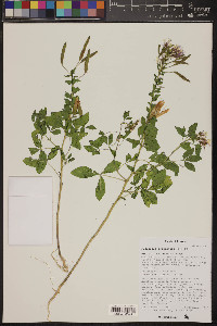 Polanisia dodecandra image