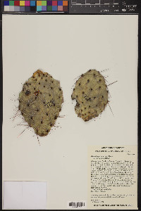 Opuntia pottsii image