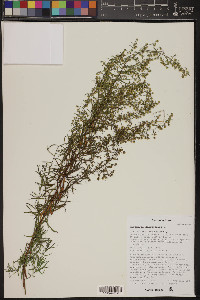 Artemisia dracunculus image