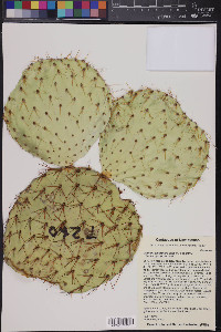 Opuntia chlorotica image