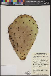 Opuntia engelmannii var. engelmannii image