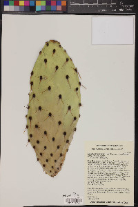 Opuntia engelmannii image