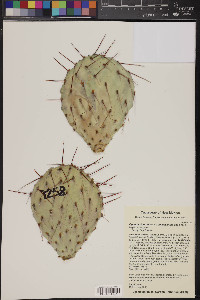 Opuntia chlorotica image