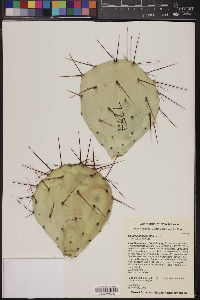 Opuntia phaeacantha image