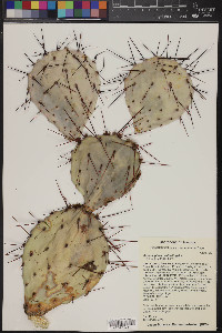 Opuntia phaeacantha image