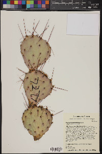 Opuntia phaeacantha image