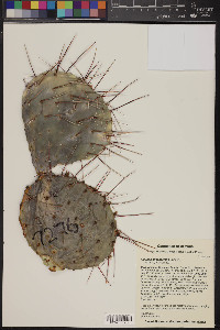 Opuntia phaeacantha image