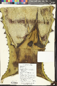 Agave salmiana image