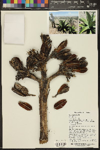 Agave salmiana image