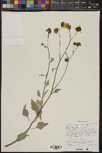 Encelia farinosa image