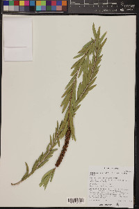 Melaleuca viminalis image