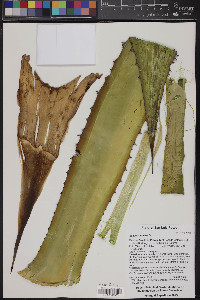 Agave salmiana image