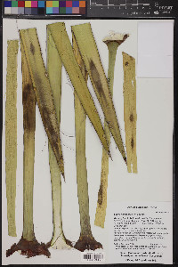 Yucca filifera image