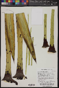 Yucca filifera image