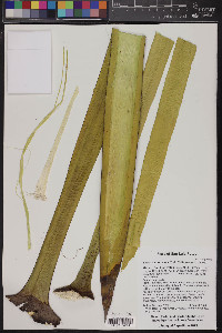 Yucca faxoniana image