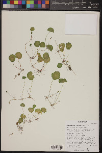 Hydrocotyle verticillata image