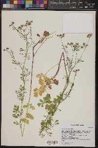 Coriandrum sativum image