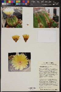 Parodia ottonis image
