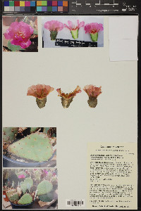 Opuntia basilaris image