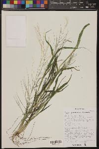 Leptochloa panicea subsp. brachiata image