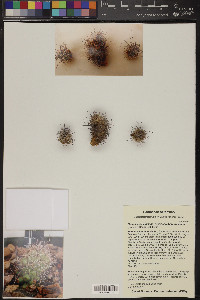 Mammillaria albicans image