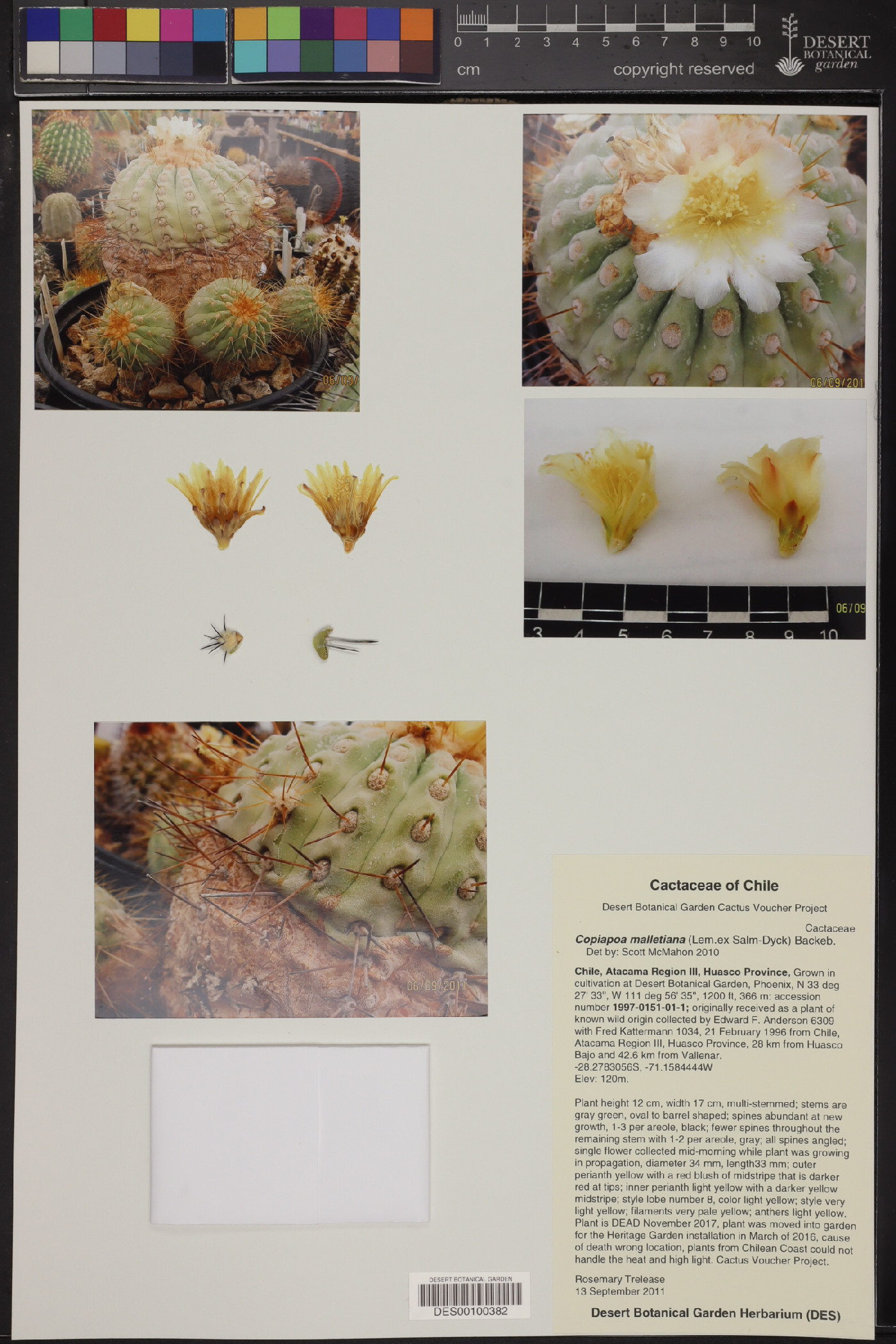 Copiapoa malletiana image