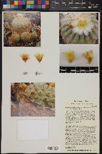 Image of Copiapoa malletiana