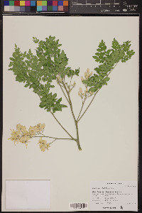 Moringa oleifera image