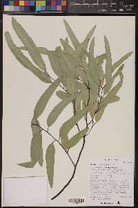 Eucalyptus coolabah image