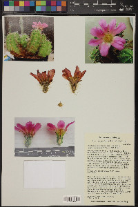 Echinocereus cinerascens image