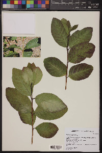 Psidium guajava image