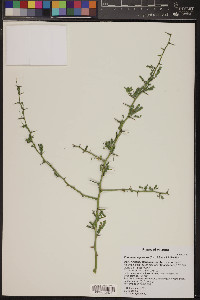 Parkinsonia praecox image