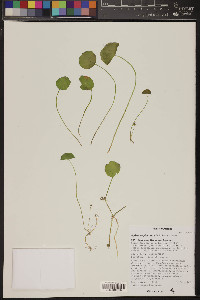 Hydrocotyle verticillata image