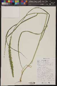 Setaria macrostachya image