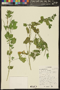 Corynandra viscosa image