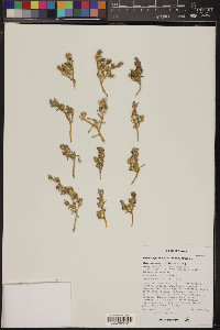 Mesembryanthemum nodiflorum image